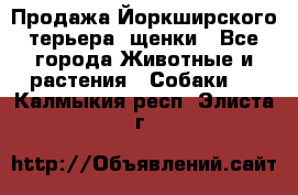 Продажа Йоркширского терьера, щенки - Все города Животные и растения » Собаки   . Калмыкия респ.,Элиста г.